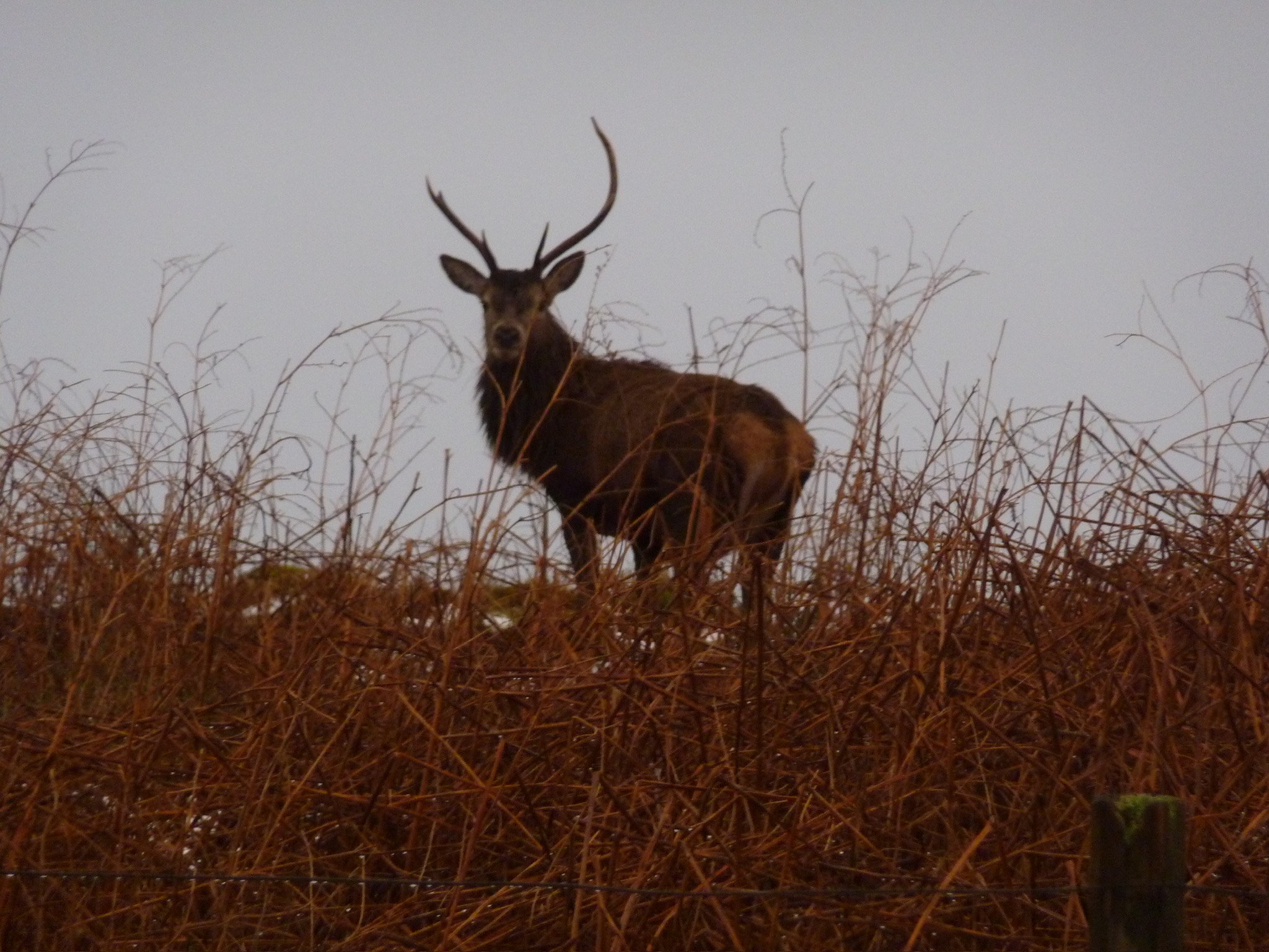 Red Deer Stag
